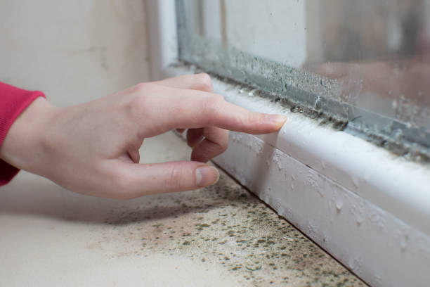 Braddock, PA Mold Removal Company