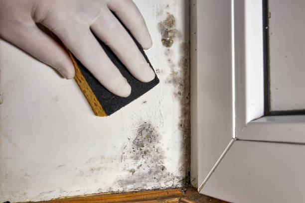 Best Emergency Mold Remediation  in Braddock, PA