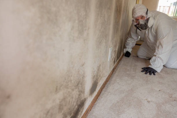 Best Comprehensive Air Testing for Mold Contaminants  in Braddock, PA
